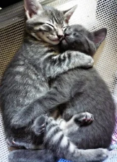 💕 emoji Обнимашки-целовашки :з Telegram sticker 13 of 120
