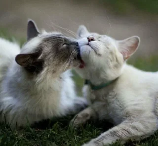 💕 emoji Обнимашки-целовашки :з Telegram sticker 18 of 120