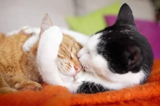 💕 emoji Обнимашки-целовашки :з Telegram sticker 6 of 120