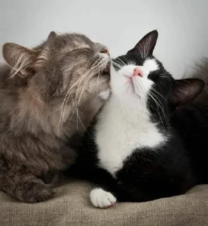 💕 emoji Обнимашки-целовашки :з Telegram sticker 15 of 120