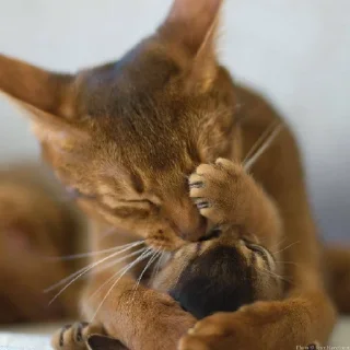 💕 emoji Обнимашки-целовашки :з Telegram sticker 19 of 120