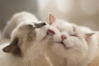 💕 emoji Обнимашки-целовашки :з Telegram sticker 22 of 120