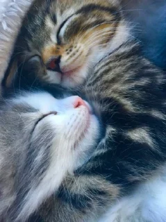 💕 emoji Обнимашки-целовашки :з Telegram sticker 20 of 120