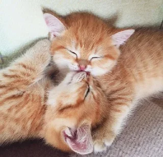 💕 emoji Обнимашки-целовашки :з Telegram sticker 23 of 120