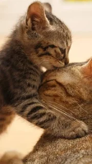 💕 emoji Обнимашки-целовашки :з Telegram sticker 11 of 120
