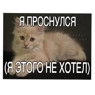 Sticker from Котеке