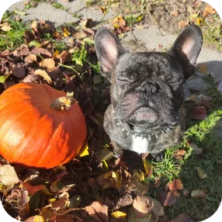 😀 emoji Дарья Telegram sticker 5 of 7