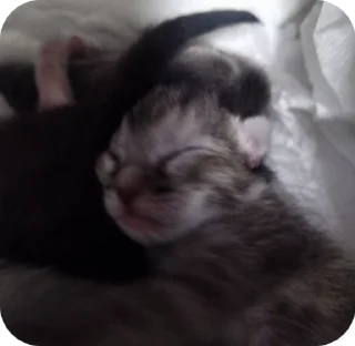 🌟 emoji КОТЯТАТА Telegram sticker 2 of 16