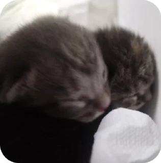 🌟 emoji КОТЯТАТА Telegram sticker 7 of 16