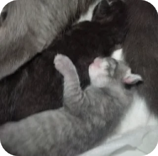 🌟 emoji КОТЯТАТА Telegram sticker 14 of 16