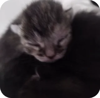 🌟 emoji КОТЯТАТА Telegram sticker 6 of 16