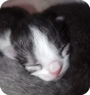 🌟 emoji КОТЯТАТА Telegram sticker 9 of 16