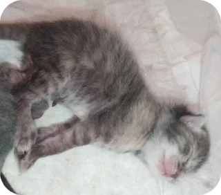🌟 emoji КОТЯТАТА Telegram sticker 11 of 16