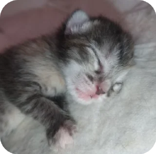 🌟 emoji КОТЯТАТА Telegram sticker 12 of 16