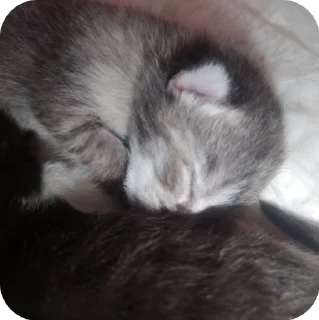 🌟 emoji КОТЯТАТА Telegram sticker 13 of 16
