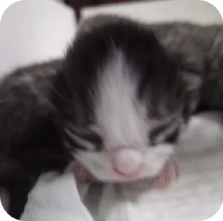 🌟 emoji КОТЯТАТА Telegram sticker 3 of 16