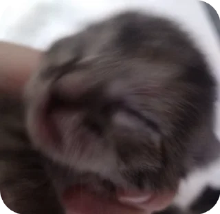 🌟 emoji КОТЯТАТА Telegram sticker 8 of 16