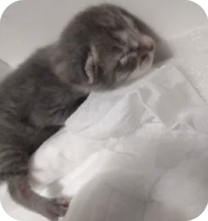 🌟 emoji КОТЯТАТА Telegram sticker 5 of 16