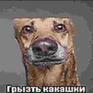 💩 emoji пидорас by вита Telegram sticker 23 of 120
