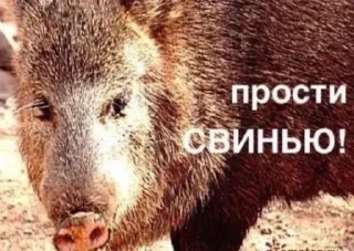 🌟 emoji пидорас by вита Telegram sticker 14 of 120