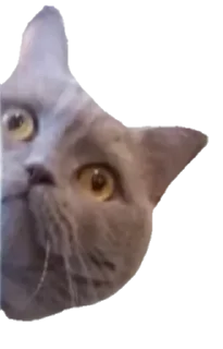 Sticker from Лола [@stickB00K]