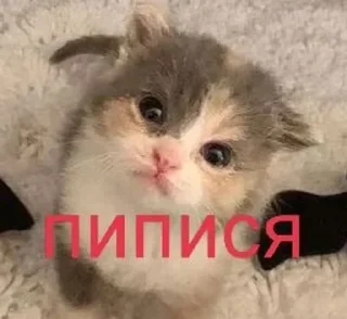 🌟 emoji myhonestreactiviti Telegram sticker 19 of 119