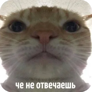 😣 emoji Имбирь Telegram sticker 19 of 26