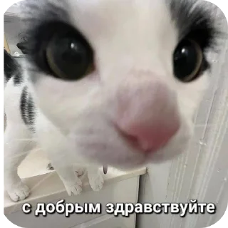 🥰 emoji Имбирь Telegram sticker 18 of 26