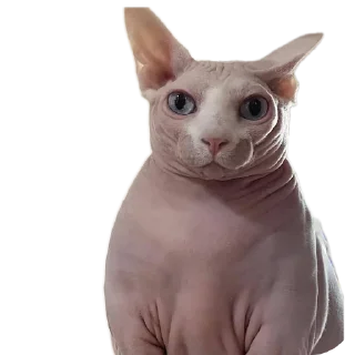 Имбирь sticker 2