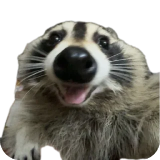 🤪 emoji Имбирь Telegram sticker 7 of 26
