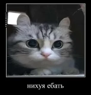 Sticker from Video Favorite stickers