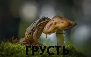 🌟 emoji жабули Telegram sticker 9 of 13