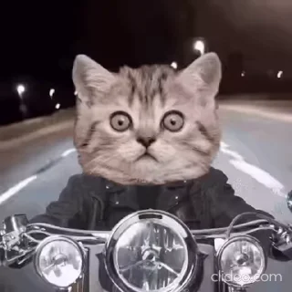 🏍 emoji Больше стикеров → @funny_stickerss Telegram sticker 15 of 38