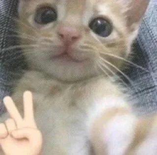 😝 emoji Больше стикеров тут➡️ @kyni_lover2004 Telegram sticker 10 of 69