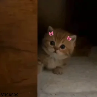 Sticker from Котятки