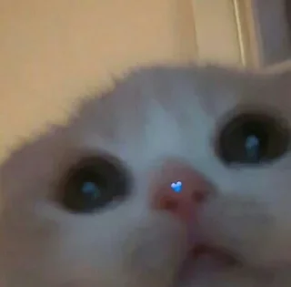 Sticker from Котятки