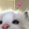 💕 emoji КИЛАЧКА🎀 Telegram sticker 8 of 200