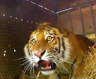 🌟 emoji у маши психоз Telegram sticker 21 of 91