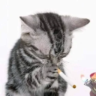 🌟 emoji у маши психоз Telegram sticker 11 of 91