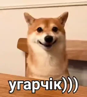 Sticker from видеодоги