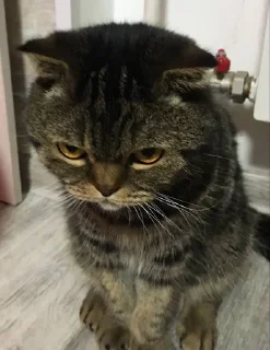 😧 emoji Ричик няшка Telegram sticker 6 of 17