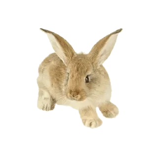 Sticker from @gifsandimages Animals — @stckrRobot