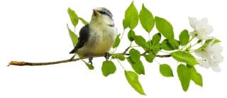 Sticker from @gifsandimages Animals — @stckrRobot