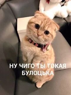 🥹 emoji Катюшкина хуйнюшка Telegram sticker 17 of 72