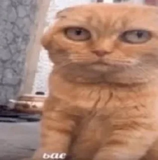😐 emoji Хайп Telegram sticker 10 of 120