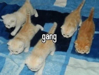 🤛 emoji Хайп Telegram sticker 4 of 120