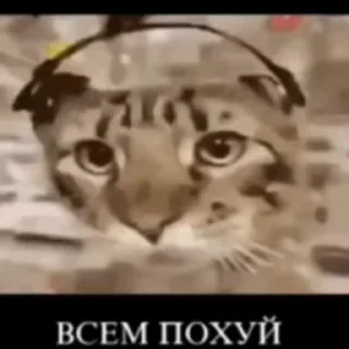 👍 emoji эленвен легенда [cutie] — @stckrRobot Telegram sticker 19 of 24