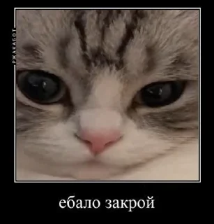 🤍 emoji эленвен легенда [cutie] — @stckrRobot Telegram sticker 10 of 24