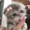 🌟 emoji асикс Telegram sticker 14 of 181