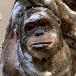 🦍 emoji makaki Telegram sticker 22 of 76